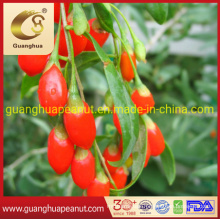 Popular and Health Dried Goji Berry